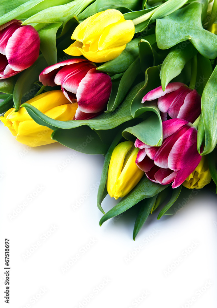 Spring tulips Spring tulips
