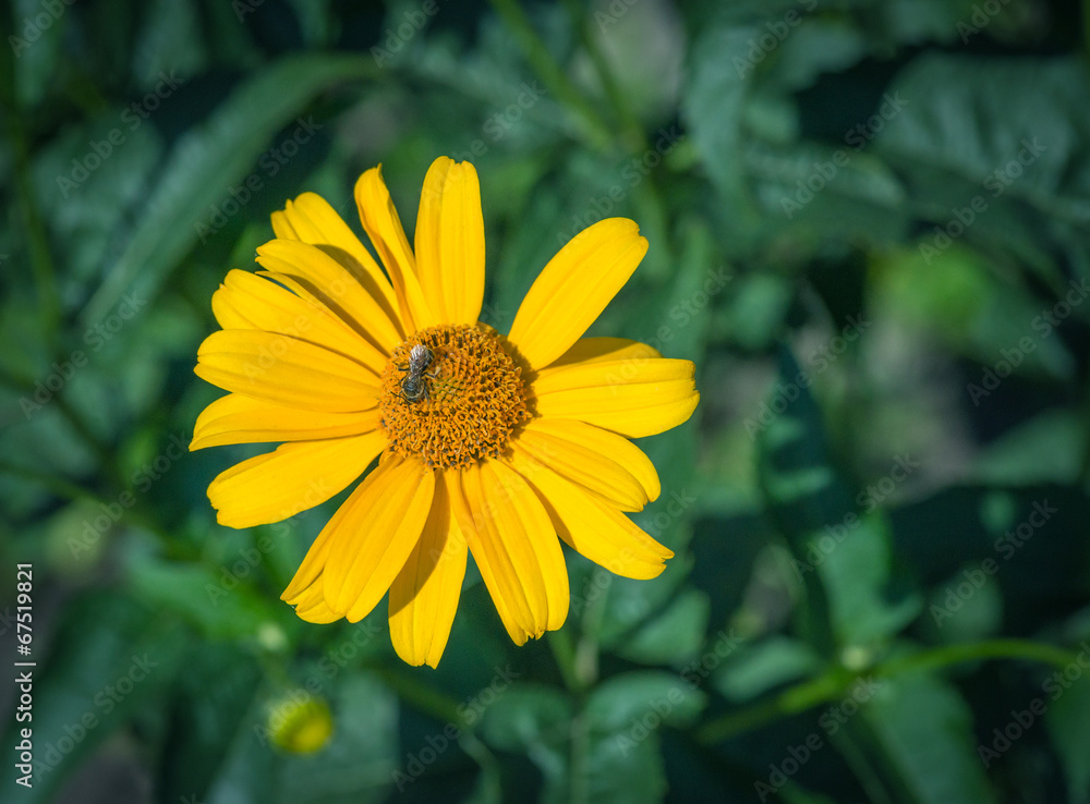 A honey bee on a yellow flower. Selective focus. A honey bee on a yellow flower. Selective focus.