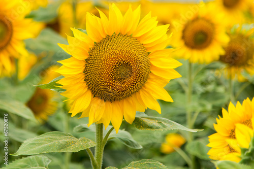 Sunflowers