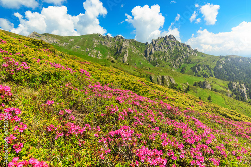 Beautiful pink rhododendron flowers  Ciucas Romania