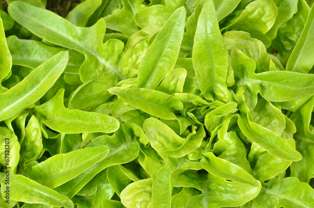Close-up of green, fresh oakleaf lettuce. Close-up of green, fresh oakleaf lettuce.