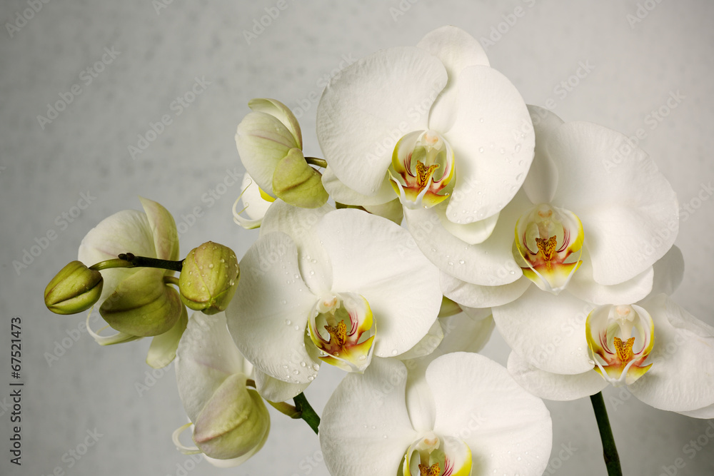 white orchids - obrazy, fototapety, plakaty 
