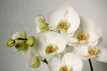 Poster Orchidee Witte orchideeën in zachte bloei  © Anna Khomulo