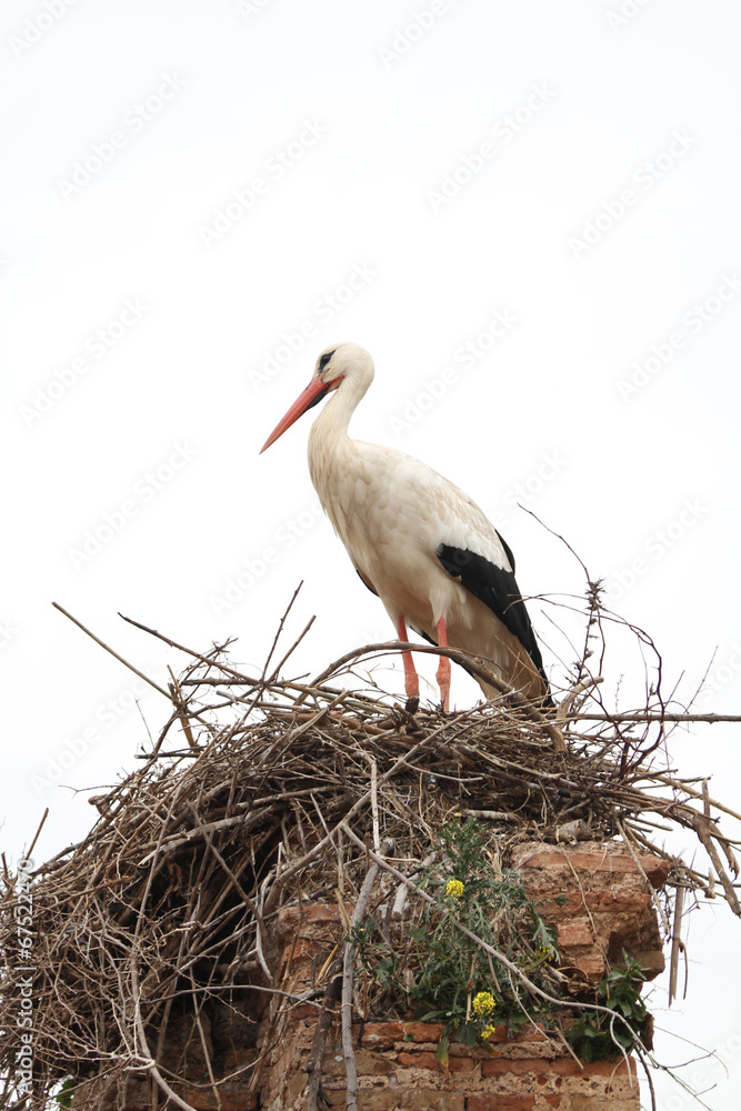 Fototapeta premium Stork