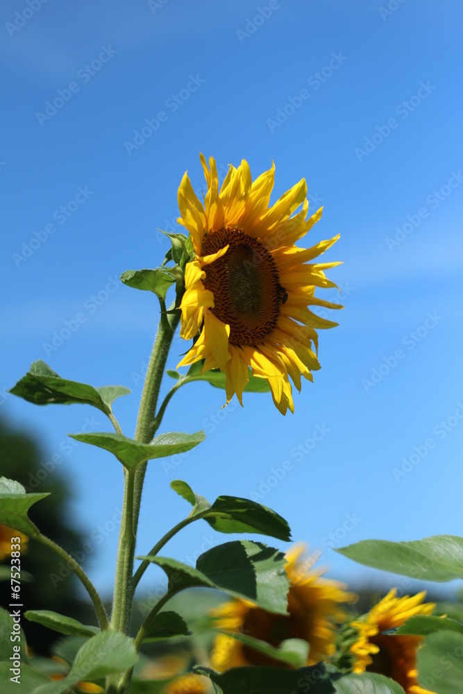sunflower