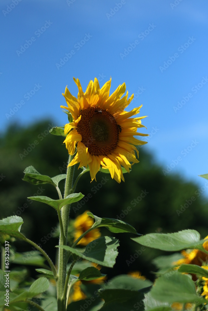 Fototapeta premium sunflower