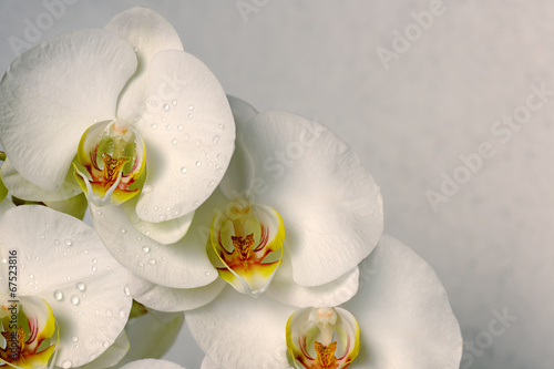 Fototapeta Naklejka Na Ścianę i Meble -  white orchids