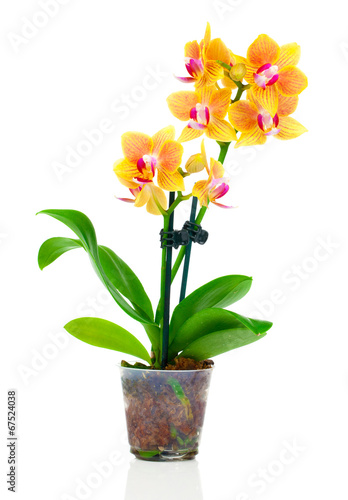 Fototapeta Naklejka Na Ścianę i Meble -  beautiful yellow orchid in pot, isolated on white