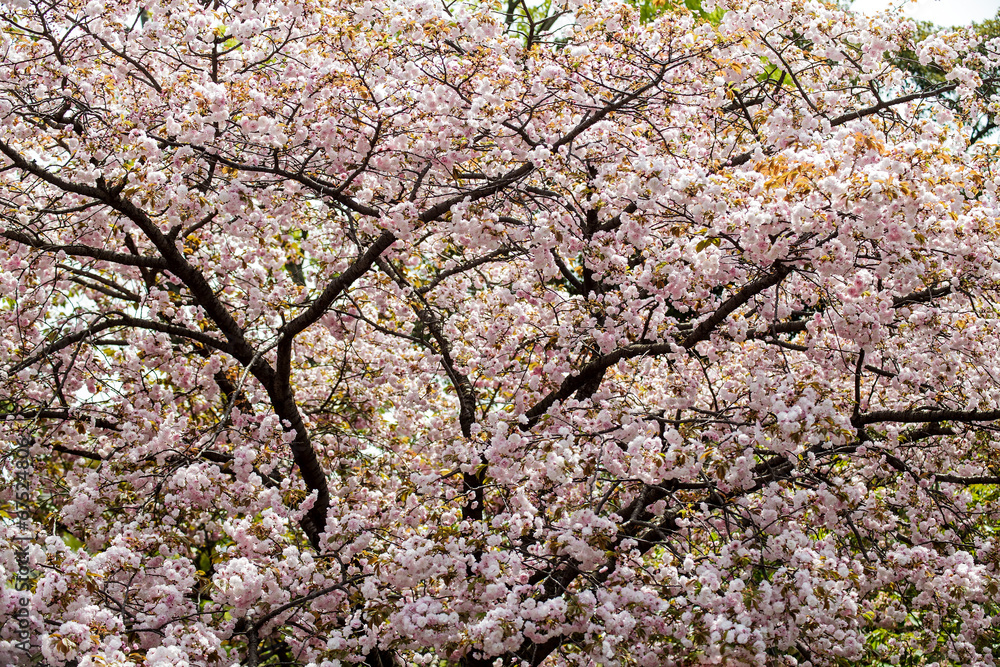 Moat and cherry blossoms of Kyoto Moat and cherry blossoms of Kyoto