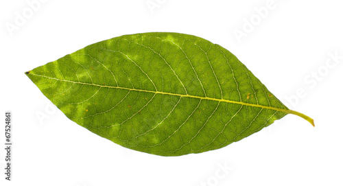 Real willow leaf isolated