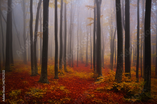 Fototapeta Naklejka Na Ścianę i Meble -  Foggy mystic forest during fall