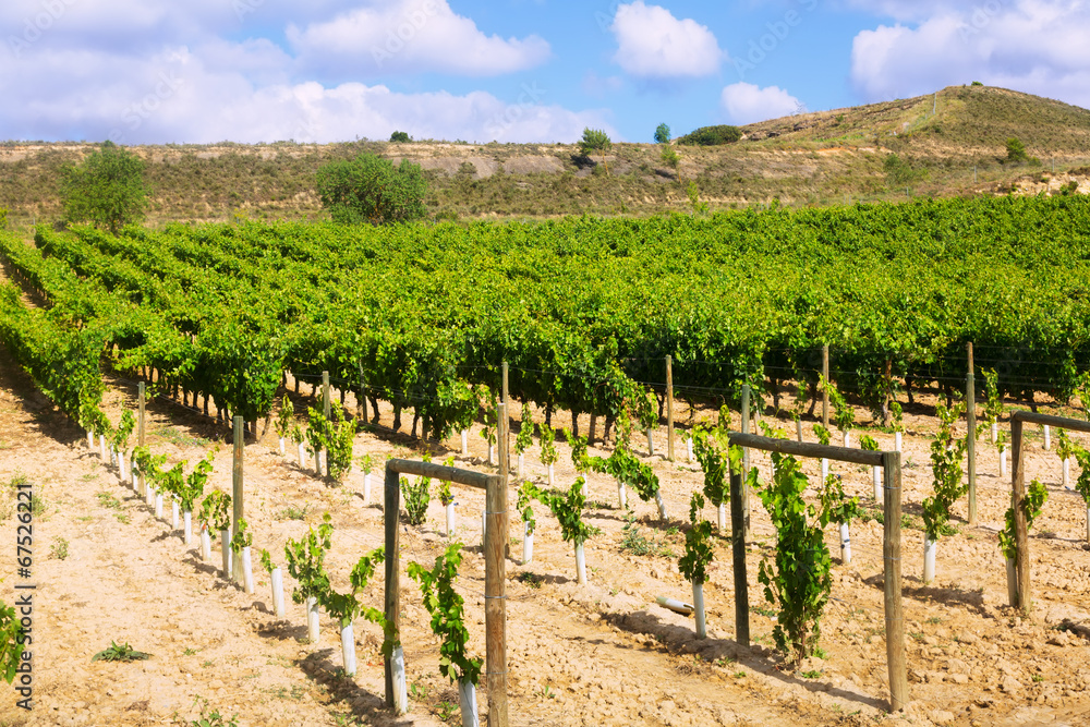 Vineyards plantation. La Rioja