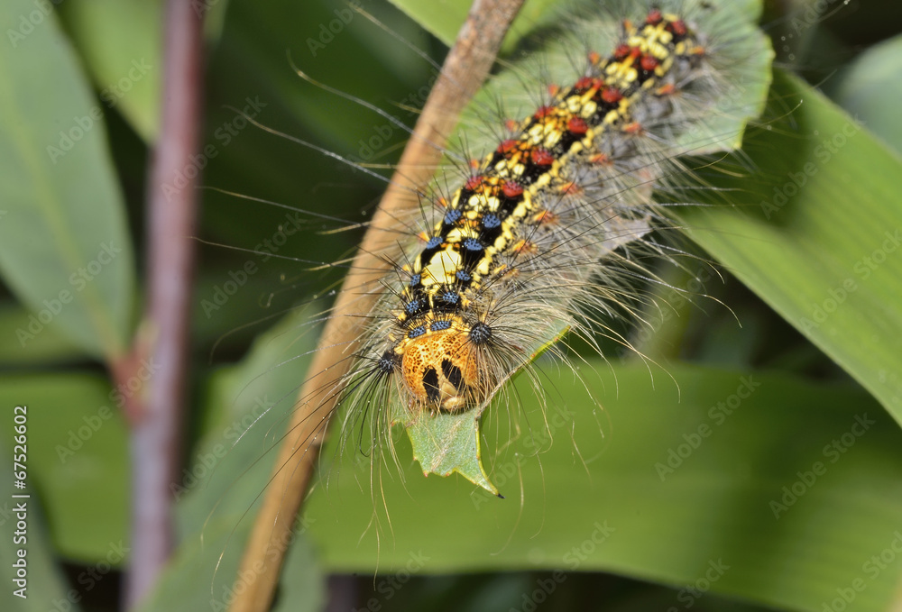 Fototapeta premium Caterpillar of gypsy moth 5