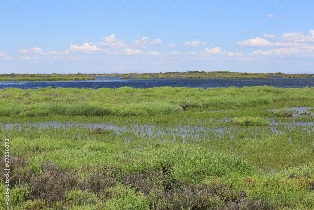 Fototapeta premium camargue