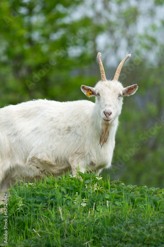 White goat