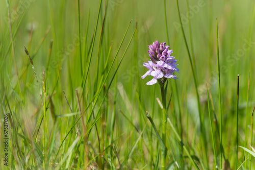 Fototapeta Naklejka Na Ścianę i Meble -  Purple wild orchid
