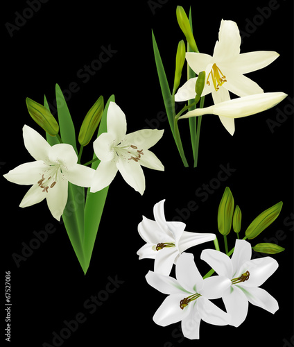 Fototapeta Naklejka Na Ścianę i Meble -  set of white lily flowers isolated on black