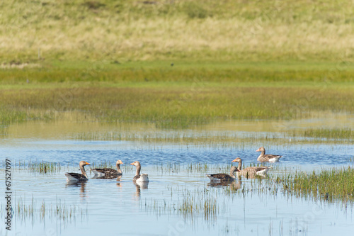 Greylag gooses at Terschelling