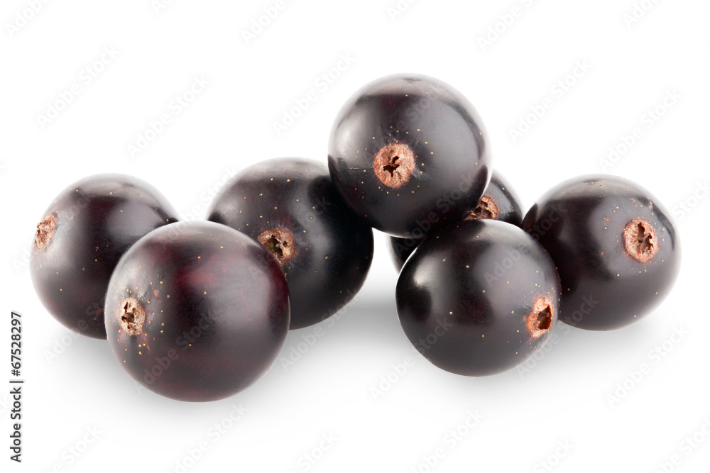 black currant