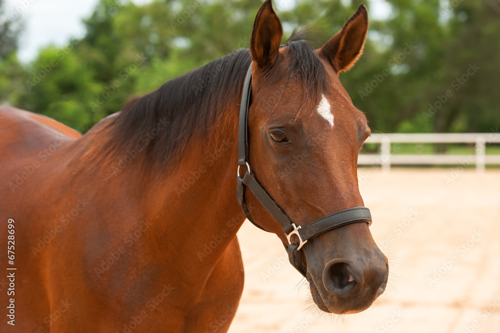 Horse close up