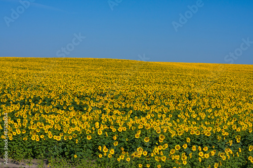 Sunflower field over blue sky © OlegD