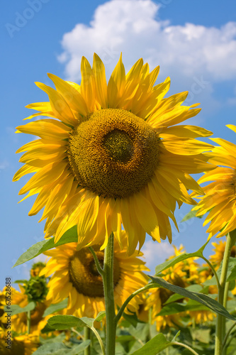 Sunflower field over blue sky  Ukraine