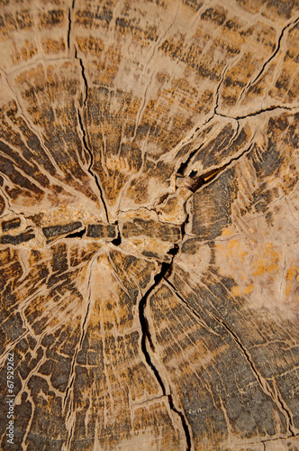 Pattern of wood