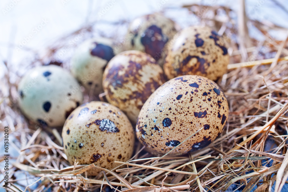 Obraz premium quail eggs