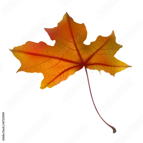Autumn maple leaf on white  detailed and textured.