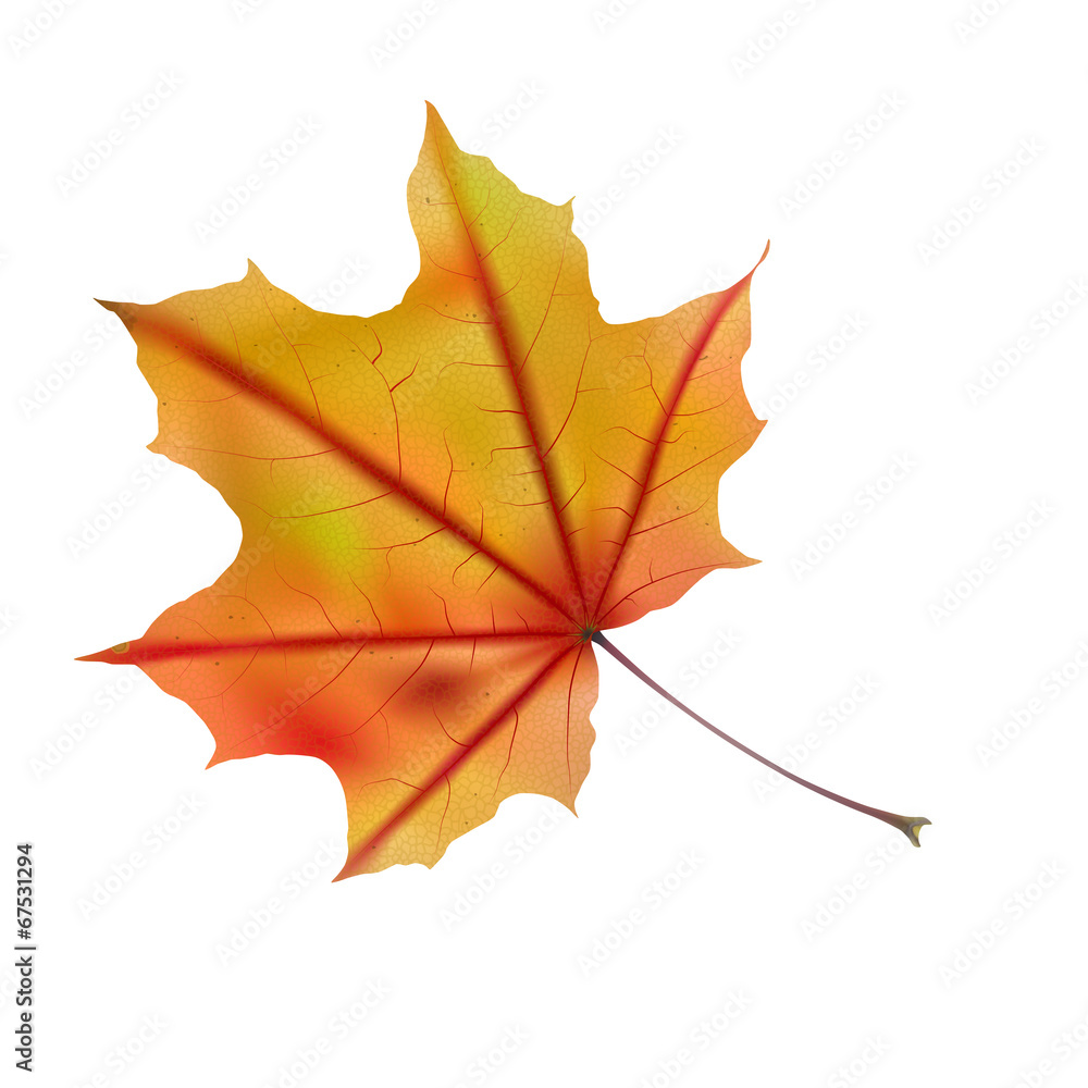 Obraz premium Autumn maple leaf on white, detailed and textured.
