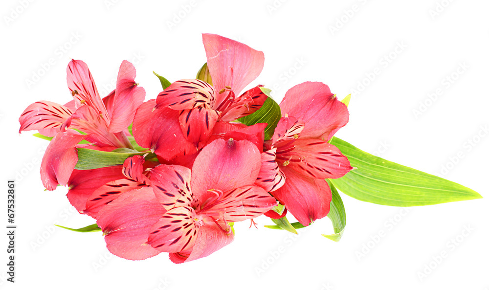 The branch of freesia with flowers, leaves
