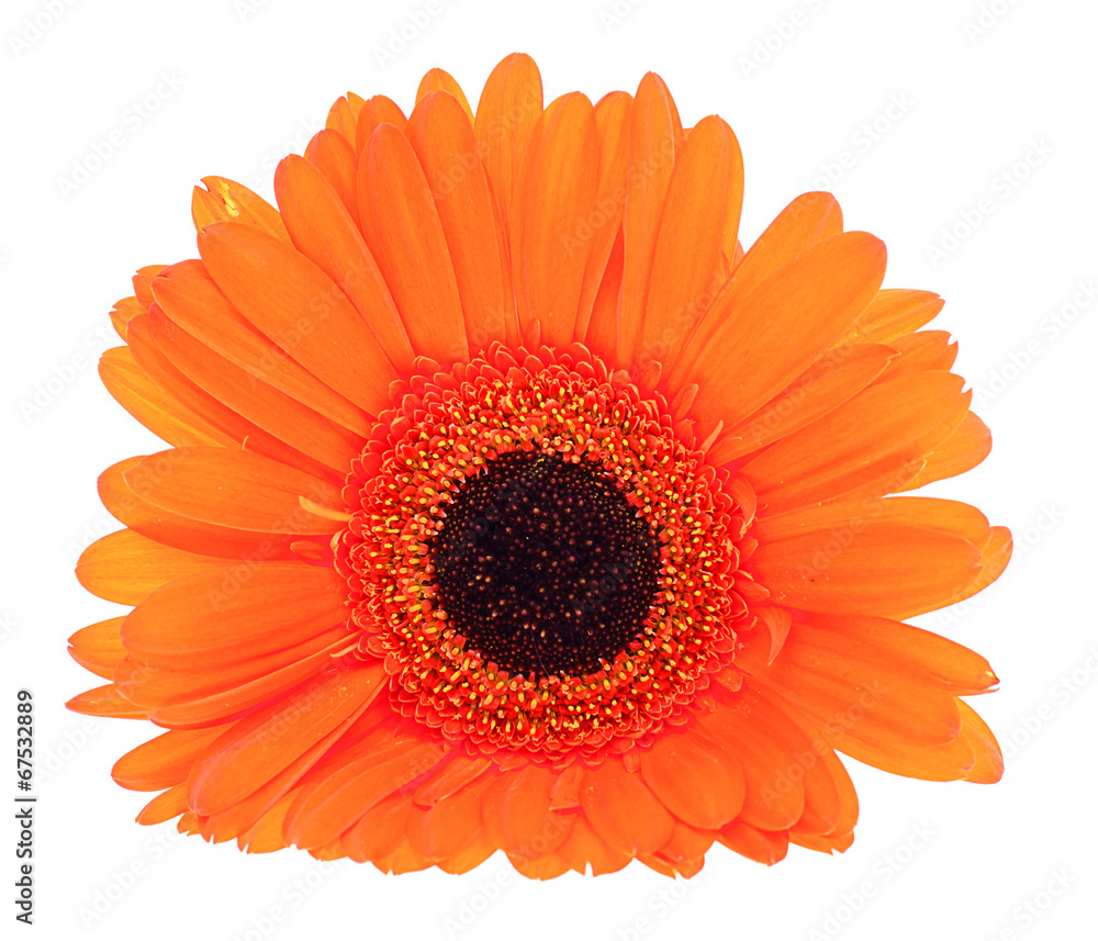Gerbera flower isolated on white background Gerbera flower isolated on white background