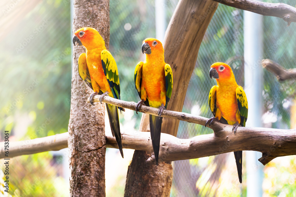Obraz premium Sun Conure Parrot