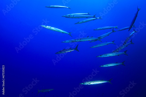 Barracuda Fish school in ocean