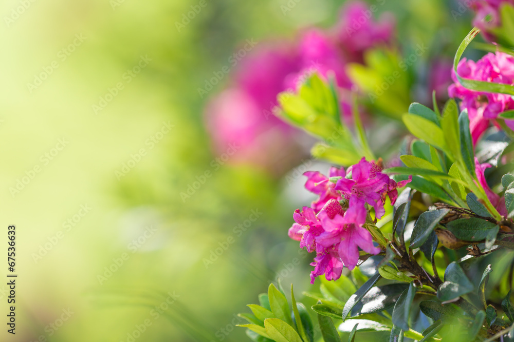 Beautiful flowers background. Beautiful flowers background.