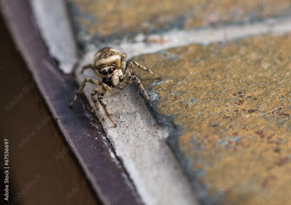 Obraz premium Dinner Guest