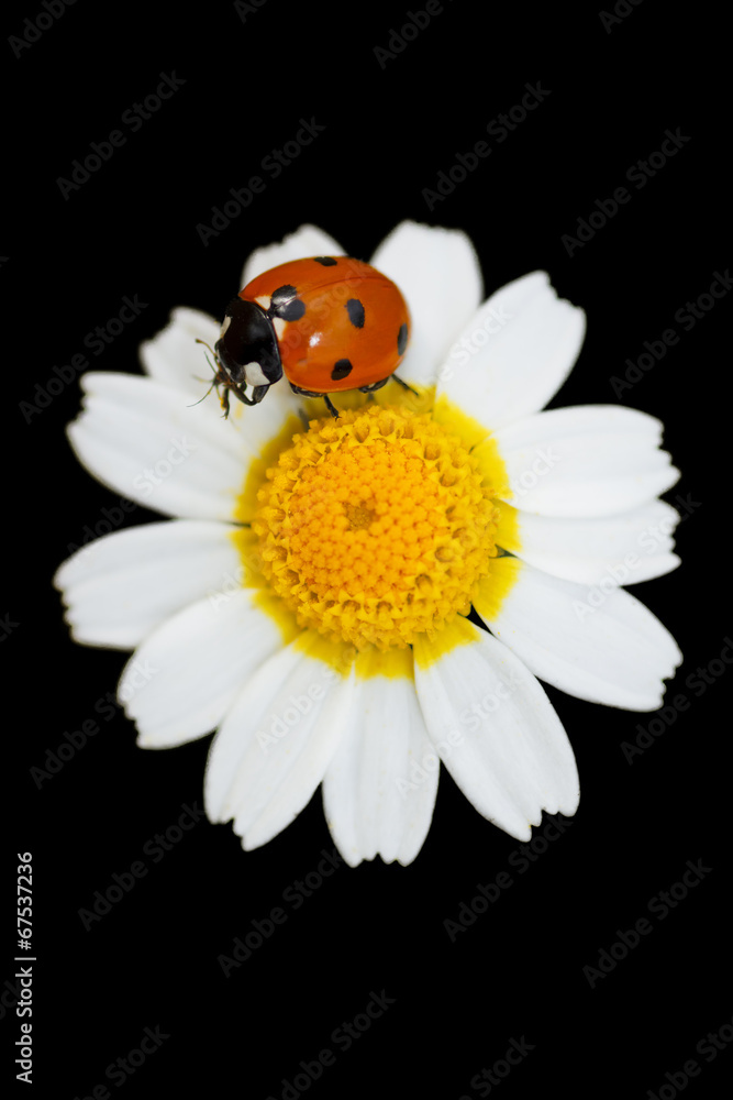 Seven-spot ladybug