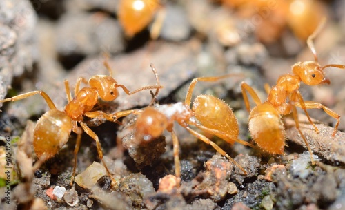Yellow ants (Lasius Flavus) in anthill, extreme macro shot. © Hamik