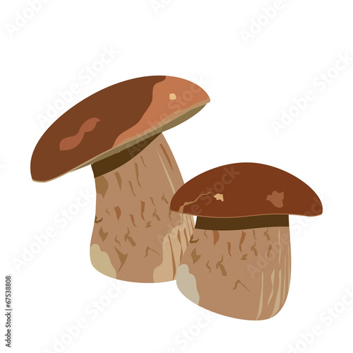 Boletus mushroom
