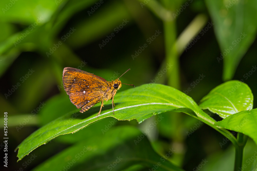 Obraz premium Common Chestnut Bob butterfly