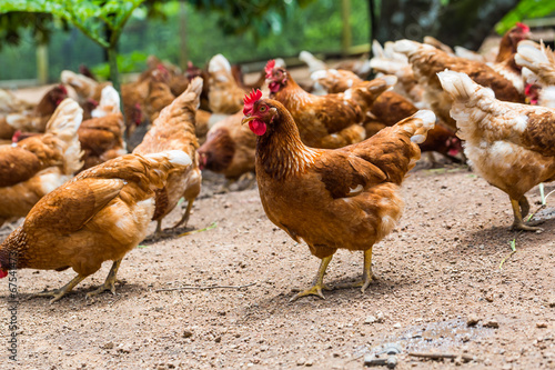 Happy hens