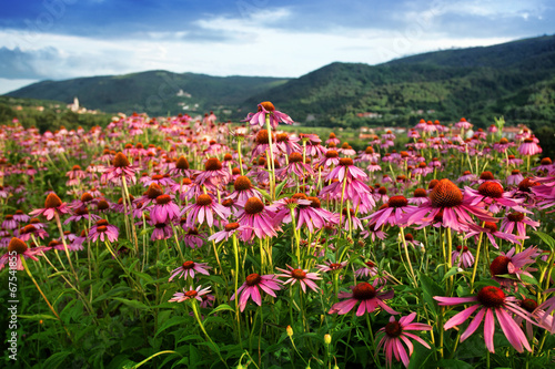 echinacea flower field