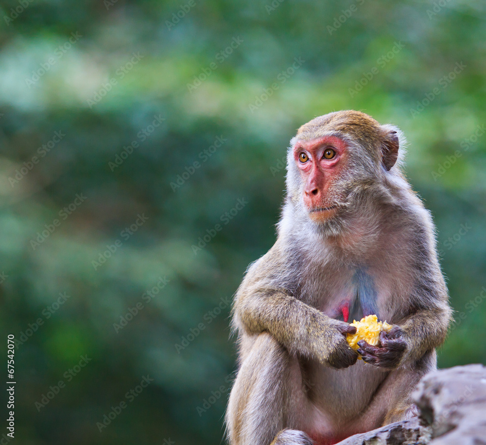 Fototapeta premium Monkey