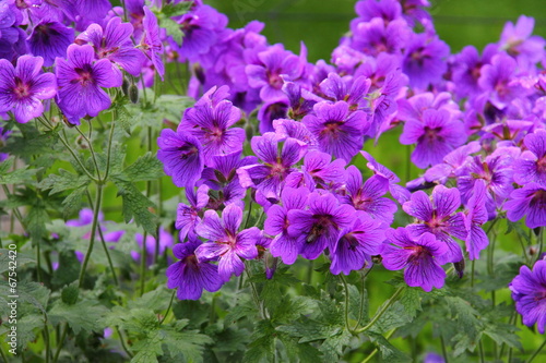 Fototapeta Naklejka Na Ścianę i Meble -  Geranium