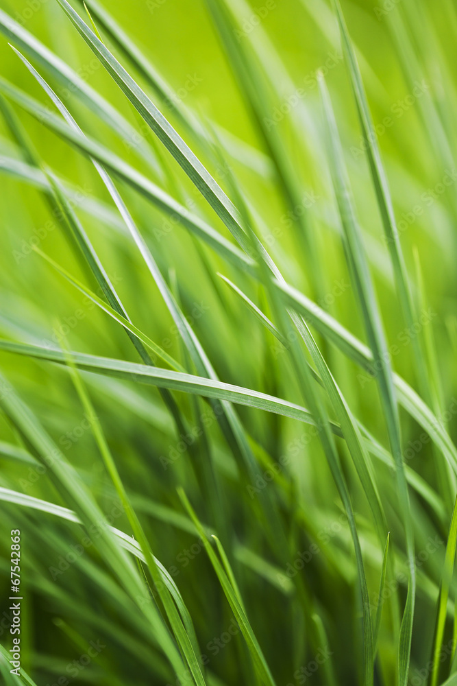 Naklejka premium Zen Gras vertikal