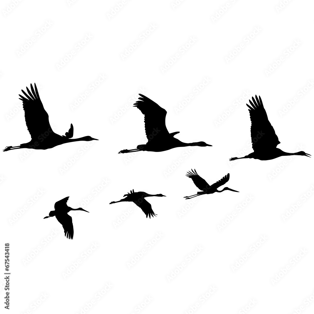 Obraz premium Zugvögel, Wandervögel