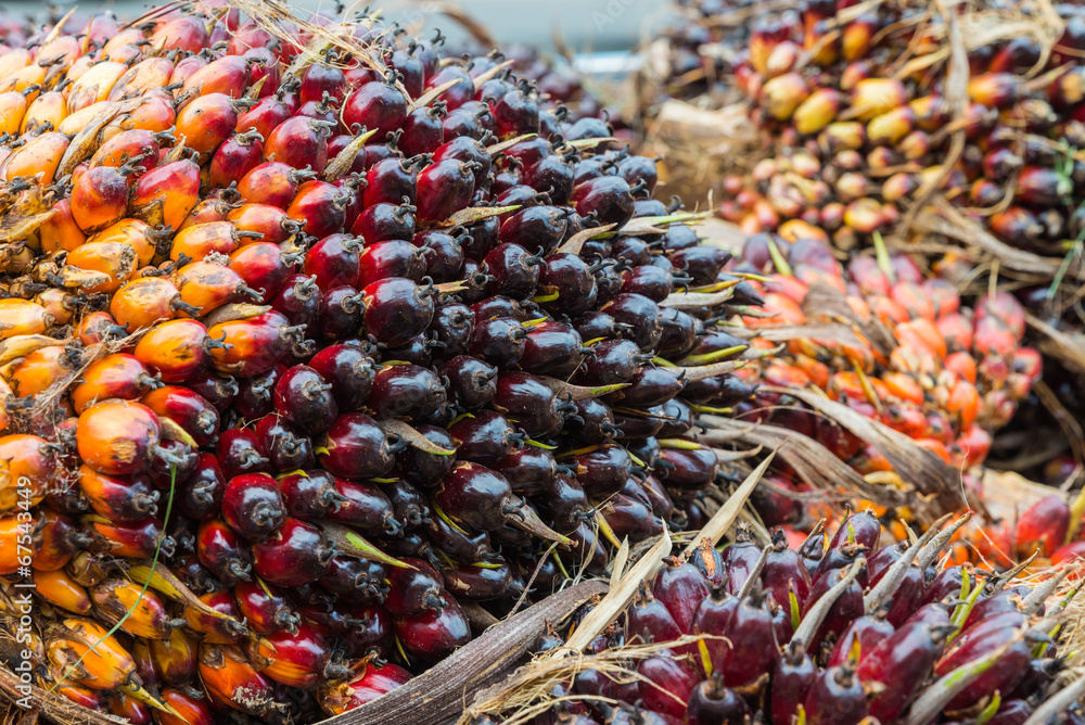 The group of palm seed for palm oil