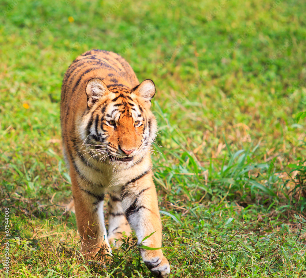 Obraz premium Tiger