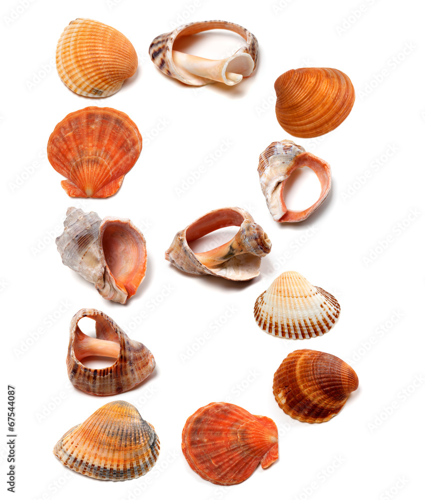 Letter B composed of seashells Letter B composed of seashells