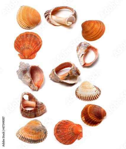 Letter B composed of seashells